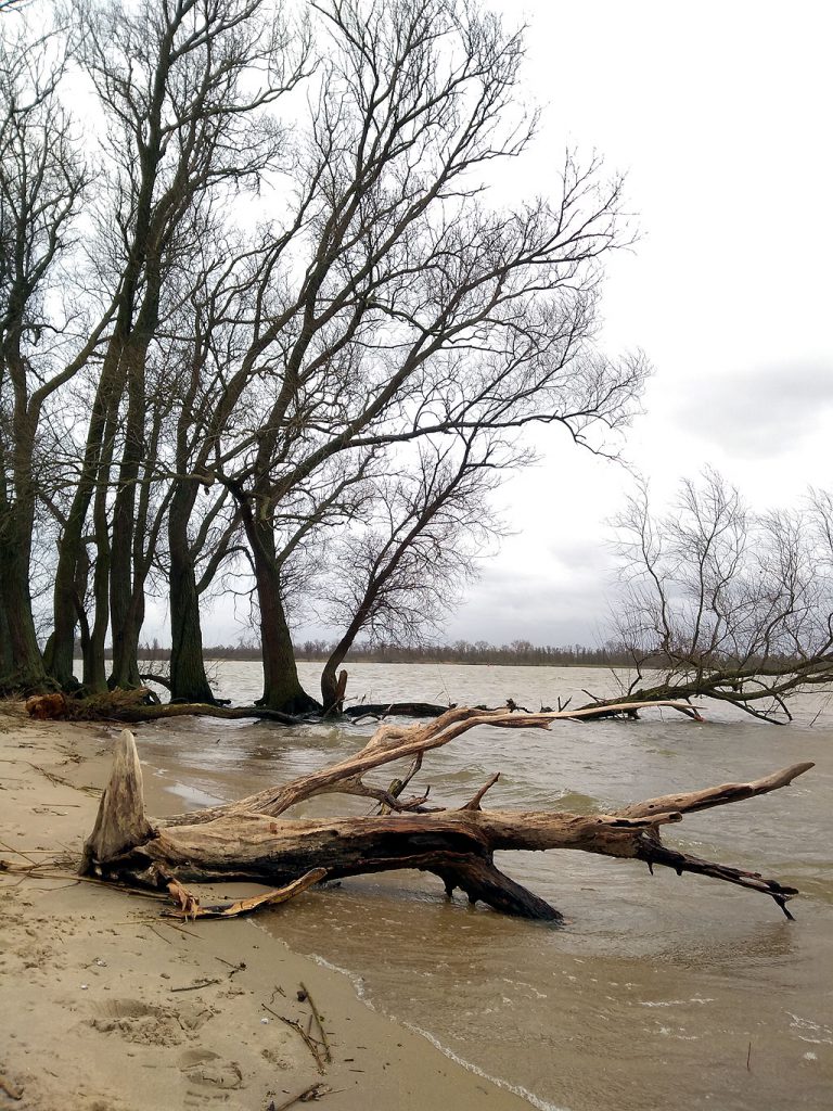 Eiland van Dordrecht