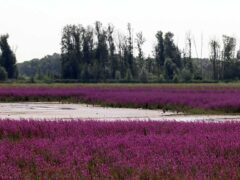 Brabantse Biesbosch